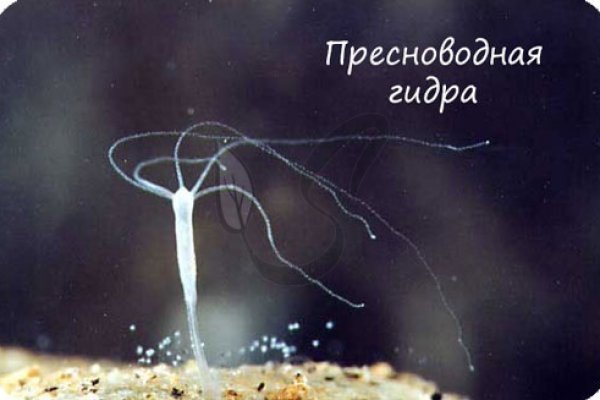 Кракен даркнет не работает